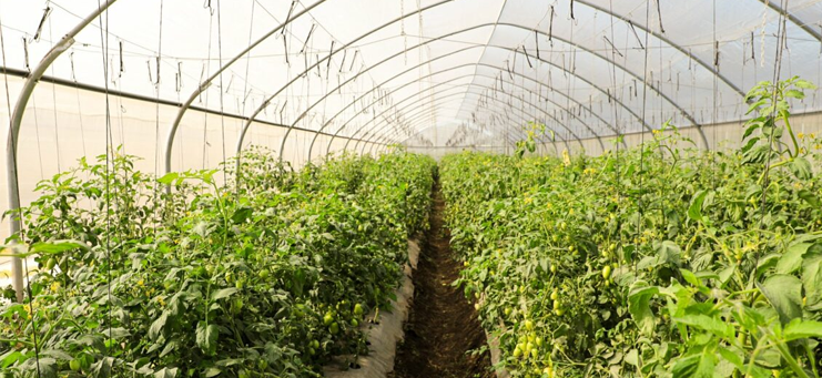Más de 150 familias serán capacitadas en producción de hortalizas en Morazán