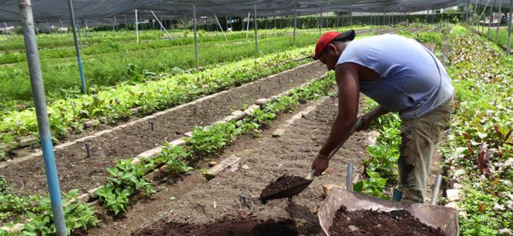 Gibara verde por ciento: un programa para la sostenibilidad alimentaria y nutricional